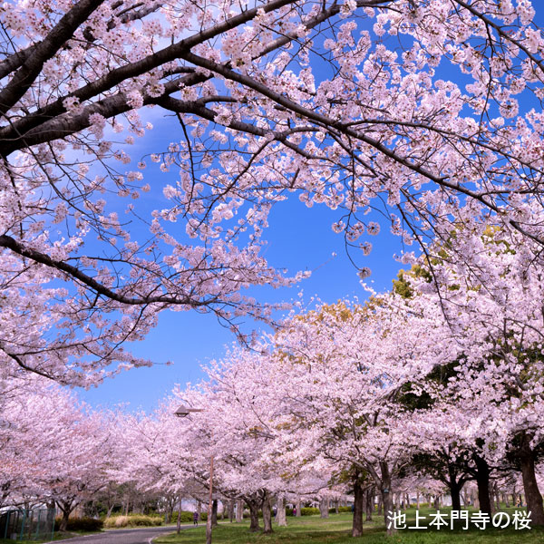 舎人公園桜 